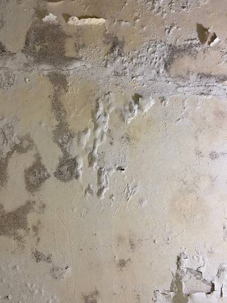 Best Attic Mold Removal  in Oak Grove, AL