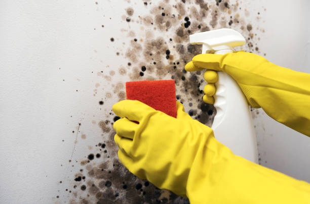 Home Mold Removal in Oak Grove, AL