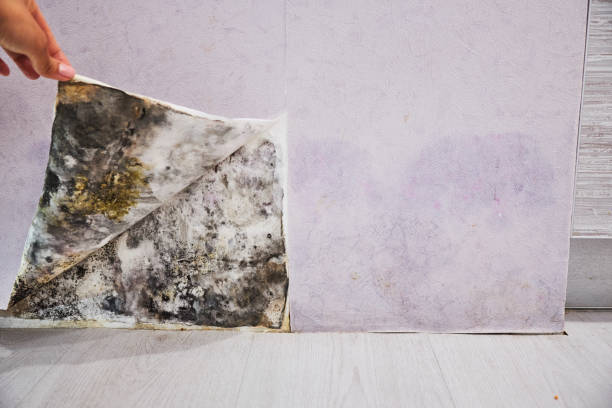 Best Professional Mold Removal  in Oak Grove, AL